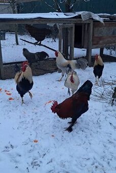 Maranska a vlaška oranžovokrká