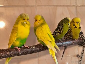 Andulky výstavný typ