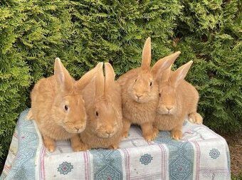 Burgundské králiky