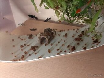 Slimak Kotuľka hnedá