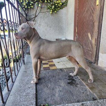 Americký pitbulterier pitbul pitbull silver lilac rare Topp