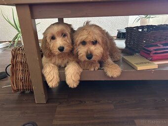Cockapoo
