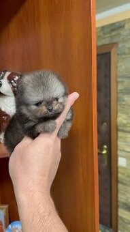 Pomeranian mini Boo