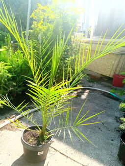Bananovnik, Albizia,Dicksonia