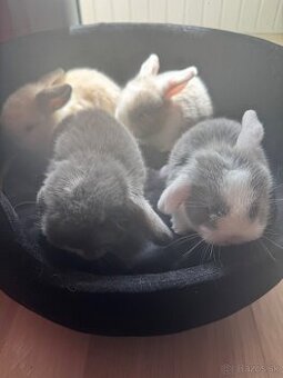 Minilop kralik