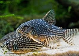 Pancierničky Sterbai (Corydoras sterbai)