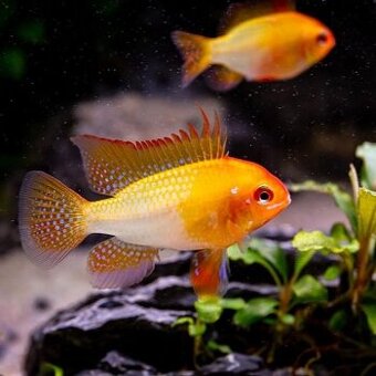 ‼️‼️Microgeophagus Ramirezi Gold‼️‼️