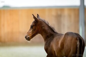 American Quarter Horse hřebec ve zbarvení silver champagne