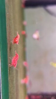 Neocaridina Red cherry premium - 1