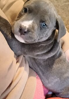 Americký staford modry