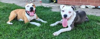 Stafordšírsky terier