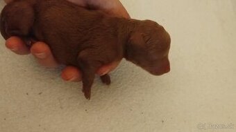 Šteniatka pudlik, pudel