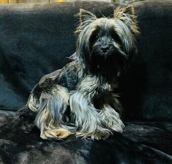 Yorkshirsky teriér, Yorkshire, Biewer