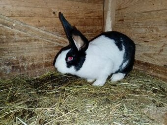 Šarišský Obrovitý