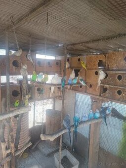 Korely andulky hneď do jarného chovu mi