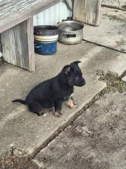 Darujem Šteniatka, nemecky ovčiak/mix