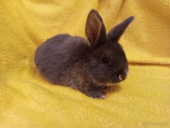 Predám zakrslých zajačikov