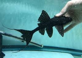 Adonis Pleco L155 - 1