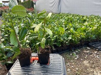 Vavrinovec 20-40cm /1,8€…Červienka 50cm /5€.. tuja 40cm/1€