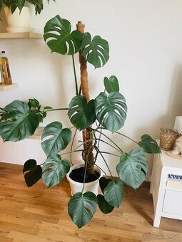 Monstera