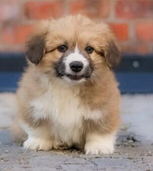 welsh corgi