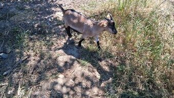 Mini kozy