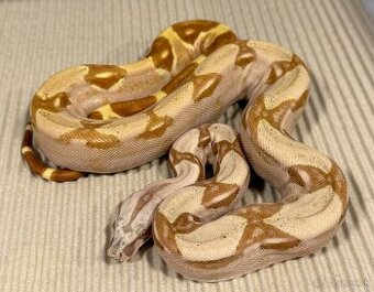 Boa Constrictor - Velhad