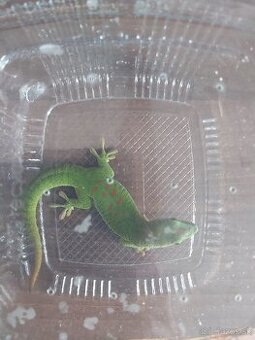 Felzuma madagaskarská