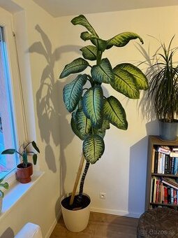 Rastlina Difenbachia