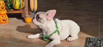 Predám-Francúzskeho buldočeka,buldog,bulldog