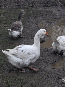 Predám tulúzske husi a gunare