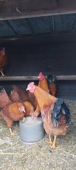 Hempširky a Milflerky