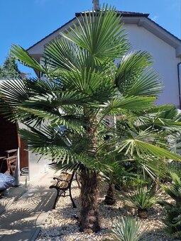 Sadenice palmy Trachycarpus takil x wagnerianus