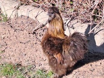 hodvábnička - kohút 2025