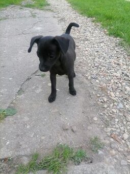 Ratlik