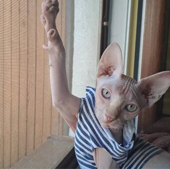 Dón sphynx