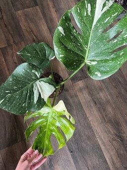 Monstera THAI CONSTELLATION