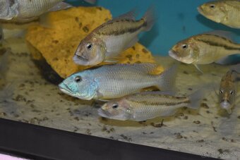 Aristochromis christyi