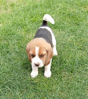 Predaj Beagle Tricolor
