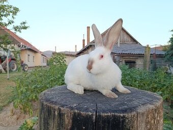 Kalifornsky x Hyla