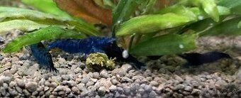 Krmivo pre 🦐 a 🐌