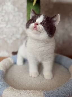 Britské mačiatka s PP