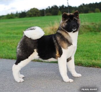 Americká Akita