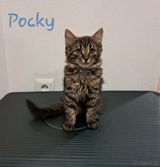 Malé mačiatko si hľadá svoj domov