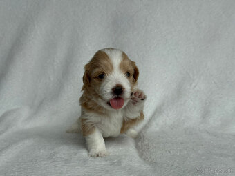 Havanský psík s PP