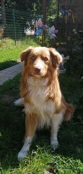 Border Kólia pes na krytie