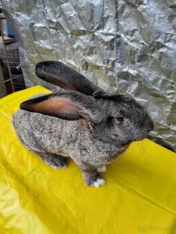 Predam zajace belgicky obor