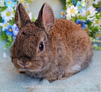 Zakrslý rex - kastorex LO samček