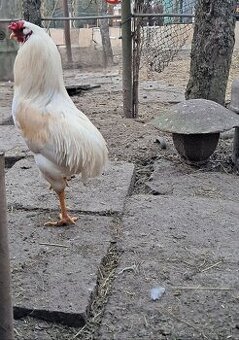 Predám ročného kohúta,  aracuana