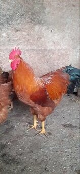 Nasadove vajíčka cistokrvneho  hempsirka